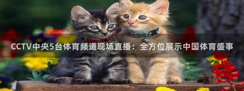咪咕直播体育在线看：CCTV中央5台体育频道现场直播：全方位展示中国体育盛事